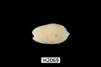 藏品(棋盤榧螺)的圖片